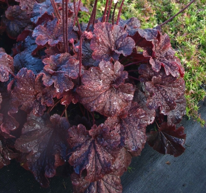 Żurawka (Heuchera) 